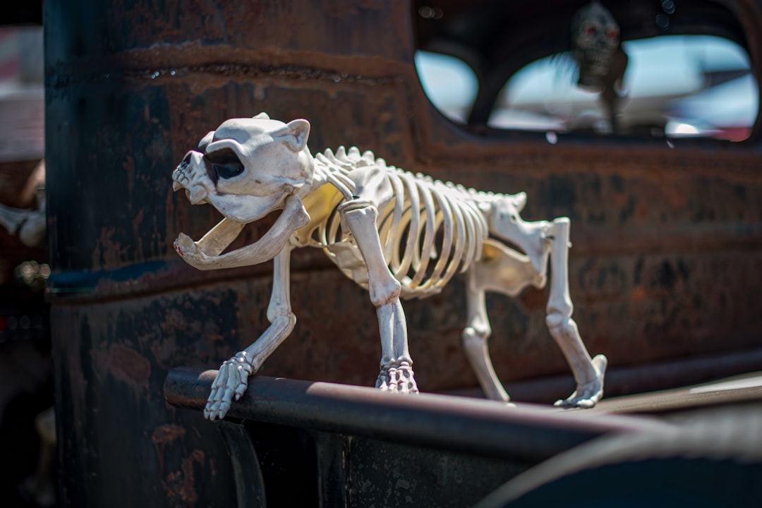 Photo Dinosaur skeleton